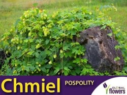 Chmiel pospolity (Humulus lupulus) Sadzonka C2