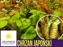 Chrzan japoński WASABI WONDER  (Eutrema japonicum) Sadzonka P12