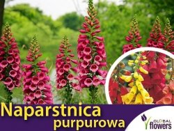 Naparstnica Purpurowa (Digitalis Purpurea) nasiona 0,5g