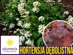 Hortensja dębolistna ICE CRYSTAL (Hydrangea quercifolia) Sadzonka C2