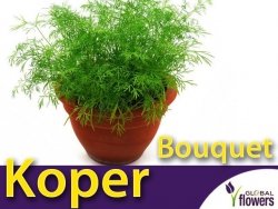 Koper ogrodowy Bouquet  (Anethum graveolens) nasiona 5g