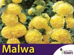 Malwa, Prawoślaz Żołta (Alcea rosea fl.pl.) nasiona 0,5g