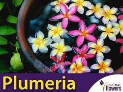 Plumeria Hawajskie Kwiaty (Plumeria Tourn. ex L.)