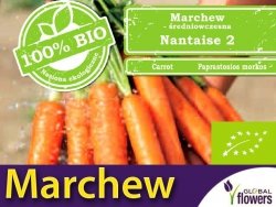 BIO Marchew jadalna NANTAISE 2 nasiona ekologiczne 5g