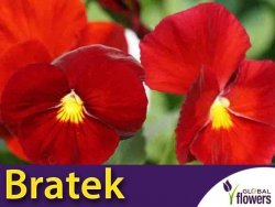Bratek Szwajcarski Wielkokwiatowy 'Red' (Viola x Wittrockiana) nasiona 0,3g