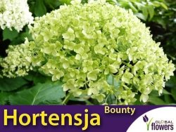Hortensja drzewiasta 'Bounty' (Hydrangea arborescens) Sadzonka C3 40-60cm