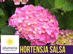 Hortensja ogrodowa SALSA ( Hydrangea macrophylla ) Sadzonka P12