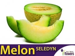 Melon Seledyn (Cucumis melo) nasiona 1g
