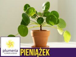PIENIĄŻEK (Pilea peperomioides) Roślina domowa. Sadzonka P11 - M