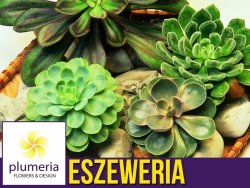Eszeweria (Echeveria) Roślina domowa. Sadzonka P12 - M