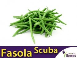 Fasola szparagowa SCUBA karłowa zielonostrąkowa  (Phaseolus v.) nasiona  XL 500g