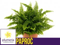 Paproć GREEN FANTASY (Nephrolepis exaltata) Roślina domowa. Sadzonka P5 - S