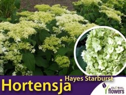 Hortensja drzewiasta HAYES STARBURST (Hydrangea arborescens) Sadzonka C3 60-80cm