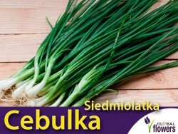 Cebulka siedmiolatka (Allium fistulosum) Sadzonka P9