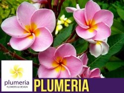 Plumeria Hawajski Kwiat Opal Pink (Plumeria rubra) Sadzonka P14/P17 
