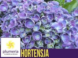 Hortensja ogrodowa HOVARIA HOPCORN  (Hydrangea macrophylla) Sadzonka C3
