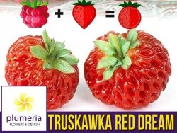 Truskawka RED DREAM Truskawka + Malina Sadzonka