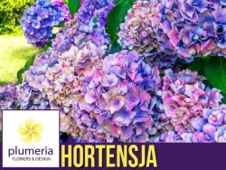 Hortensja ogrodowa DEUTSCHLAND (Hydrangea macrophylla) Sadzonka C3