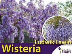 Wisteria Glicynia kwiecista LUDWIK LAWIN (Wisteria floribunda) Sadzonka C2