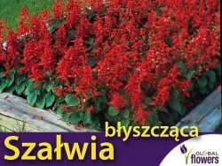 Szałwia błyszcząca, czerwona CZARDASZ (Salvia splendts) nasiona 0,3g