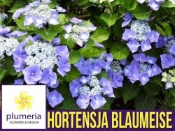 Hortensja ogrodowa BLAUMEISE ( Hydrangea macrophylla ) Sadzonka C1