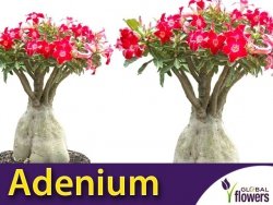 Adenium Mini Baobab - Róża Pustyni (Adenium Obesum) nasiona