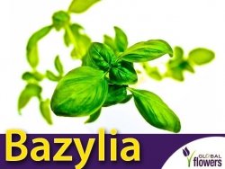 Bazylia właściwa zielonolistna (Ocimum basilicum) 1g