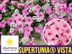 Supertunia® VISTA różowa Bubblegum Sadzonka P12 x 4 szt.