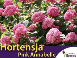 Hortensja Drzewiasta Pink Annabelle (Hydrangea arborescens) Sadzonka C1