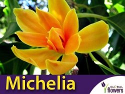Michelia champaca Kwiat Perfum (Magnoliacecae) nasiona