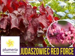 Judaszowiec RED FORCE 'Minrouge3' (Cercis canadensis) Sadzonka XL- C3 60-80cm