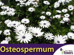 Osteospermum białe (Osteospermum  ecklonis) nasiona 0,5 g 