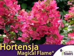 Hortensja Bukietowa MAGICAL FLAME ® (Hydrangea paniculata) Sadzonka C2
