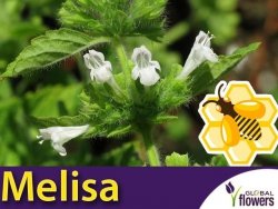 Roślina Miododajna MELISA LEKARSKA (Melissa officinalis) nasiona XXL 100g