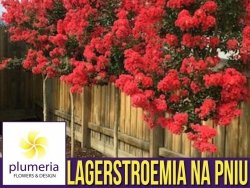 Lagerstroemia na pniu CZERWONA (Lagerstroemia indica) Sadzonka XL C9