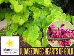 Judaszowiec 'Hearts of Gold' (Cercis canadensis) Sadzonka XL- C5 60-80cm