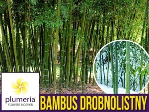 Bambus Mrozoodporny Drobnolistny Gigant (Phyllostachys parvifolia) Sadzonka XL-C5 