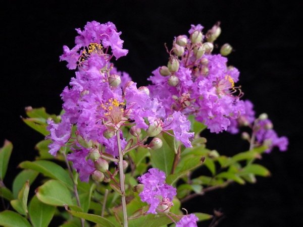 Lagerstroemia indica Fioletowa Pettit Orchid