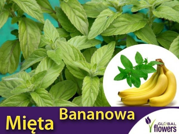 Mięta Bananowa (Mentha arvensis Banana) Sadzonka