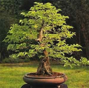 Styrax japonicum