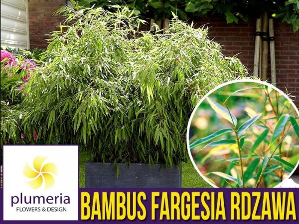 Bambus Mrozoodporny FARGESIA RDZAWA (Fargesia rufa) Sadzonka C2