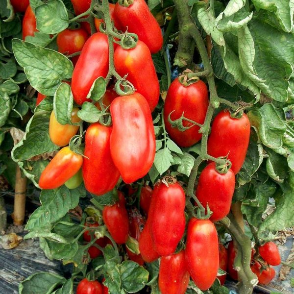 Pomidor S.Marzano 2 bio nasiona