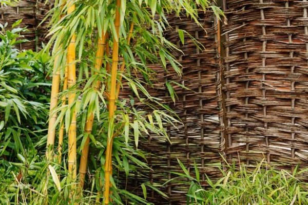 Phyllostachys aureosulcata Sadzonka