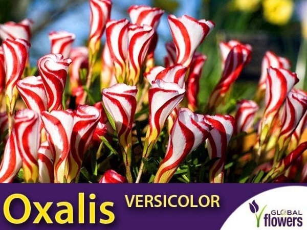 Szczawik OXALIS VERSICOLOR roślina jak lizak