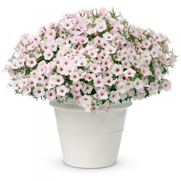 Supertunia® VISTA Silverberry Sadzonka  P12 x 4 szt.