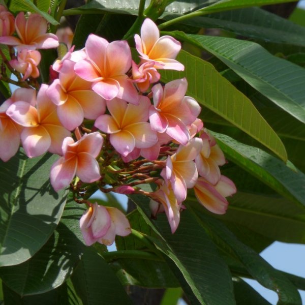 Plumeria doniczkowa cena