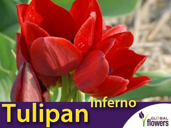 Tulipan Wielokwiatowy 'Inferno' (Tulipa) CEBULKI
