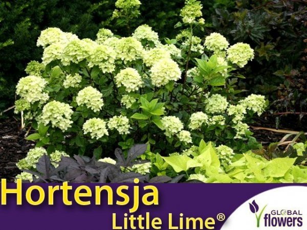 Hortensja bukietowa 'Little Lime ®' miniaturowa (Hydrangea paniculata) sadzonka