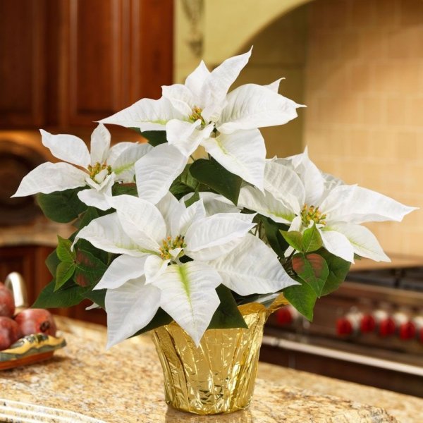 gwiazda betlejemska biała roślina w doniczce do salonu