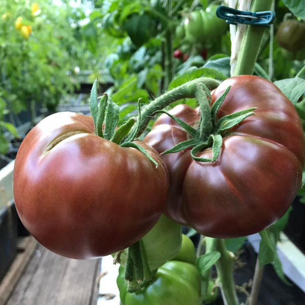  Czarne pomidory odmiany nasiona